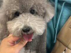 -萌宠之家·腊肠犬·马尔泰·小体犬舍
