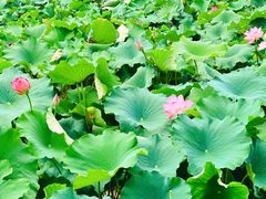 -西昌邛海湿地