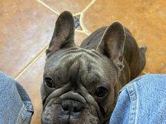 -柯斗斗主题餐厅·狗咖·围炉煮茶·茶饮(国瑞升平里店)