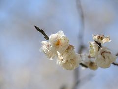 -梅花山(明孝陵内)