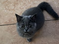 -乐琪宠物医院·犬猫专科·骨外科·急重症