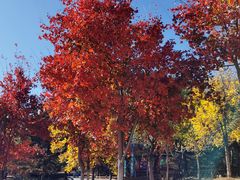 -北京西山国家森林公园