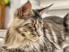 -COLOR PETS 撸猫馆·购猫·猫咖(长风大悦城店)