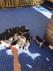 -萌宠亲子动物乐园(槐房万达店)