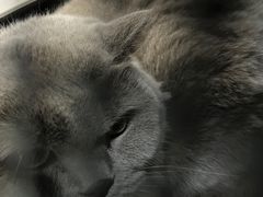 -中农国际动物医院24小时·猫科·骨科·急重症中心