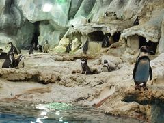 -帝企鹅自助餐厅•儿童岛•真企鹅(长隆企鹅酒店)