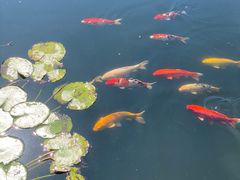 -池杉湖湿地公园