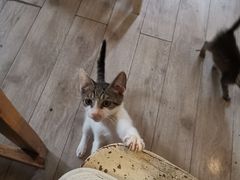 -海边的猫和咖啡馆