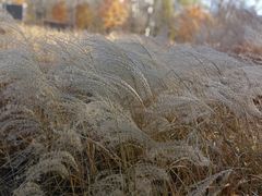 -野鸭湖国家湿地公园