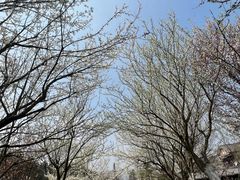 -黄陂区野村谷景区