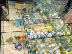 -青石桥花鸟鱼虫市场(叠翠城店)