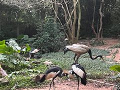 -深圳野生动物园