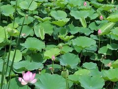 -羊亭河湿地公园