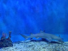 -太平洋海底世界