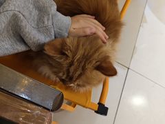 -平行世界·猫咖(首经贸店)