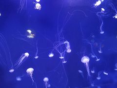 -青岛海底世界-水族馆
