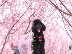 -超宠爱宠物摄影-Super pet