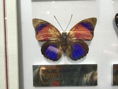 -上海昆虫博物馆