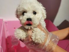 -翊宠yipet猫狗购宠庄园犬舍•猫舍