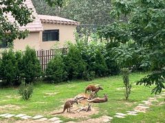 -大连森林动物园