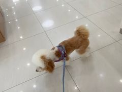 -美联众合动物医院·24h京西诊疗中心