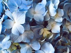 -花邻FloweringLife花艺气球派对(武康大楼店)