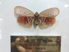 -上海昆虫博物馆
