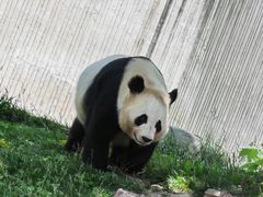 -卧龙中华大熊猫苑神树坪基地