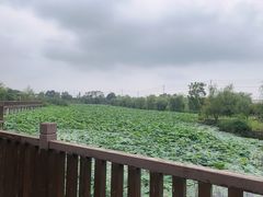 -空港花田景区