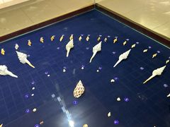 -青岛贝壳博物馆