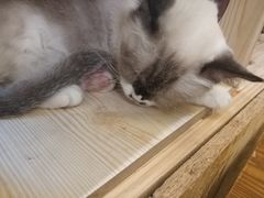 -猫色咖啡·猫咖