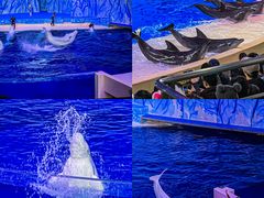 -珠海长隆海洋王国