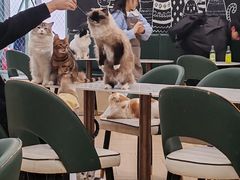 -安格丽娜·狗咖·猫咖羊驼咖(春熙路百盛商场店)