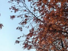 -春花秋色城市公园