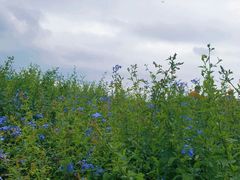 -光明小镇欢乐田园