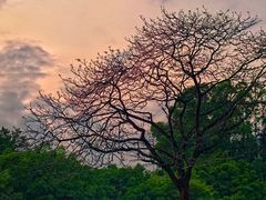 -南沙蒲洲花园