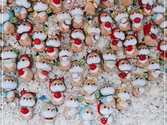 -柴犬高等学院·狗咖·柴犬售卖·宠物训练