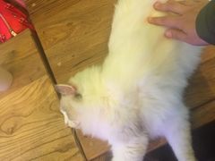 -李小姐の猫咖啡馆(五角场店)