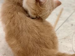 -飞行喵MR PILOT|猫舍·猫咖(静安大融城店)