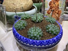 -深圳仙湖植物园-停车场