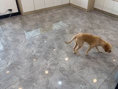 -贝康宠物医院·犬猫全科·小动物特色诊疗中心(东环路店)