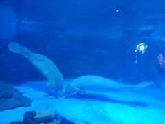 -烟台海昌鲸鲨海洋公园