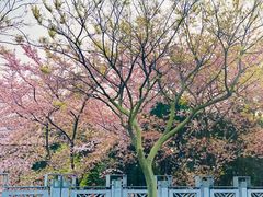 -嘉定紫藤园