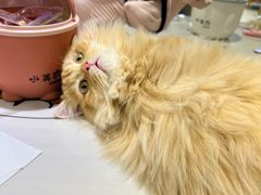 -藏猫猫咖啡主题馆(中央大道店)