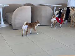 -怪兽屋·羊驼·猫咖·狗咖(俊华广场店)