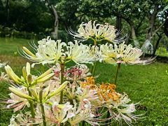 -杭州植物园