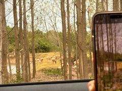 -黄海国家森林公园