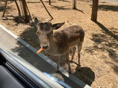 -秦皇岛野生动物园