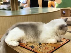 -猫和宫(六道口店)