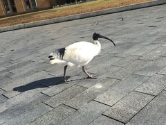 -悉尼歌剧院